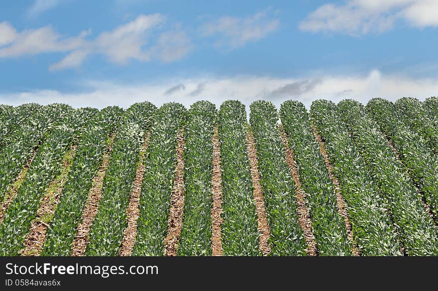 Rows of green soybean plants going over a hill. Rows of green soybean plants going over a hill