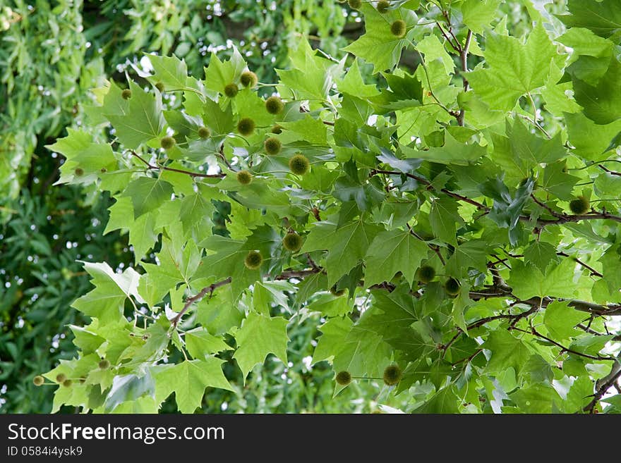 Chestnut tree