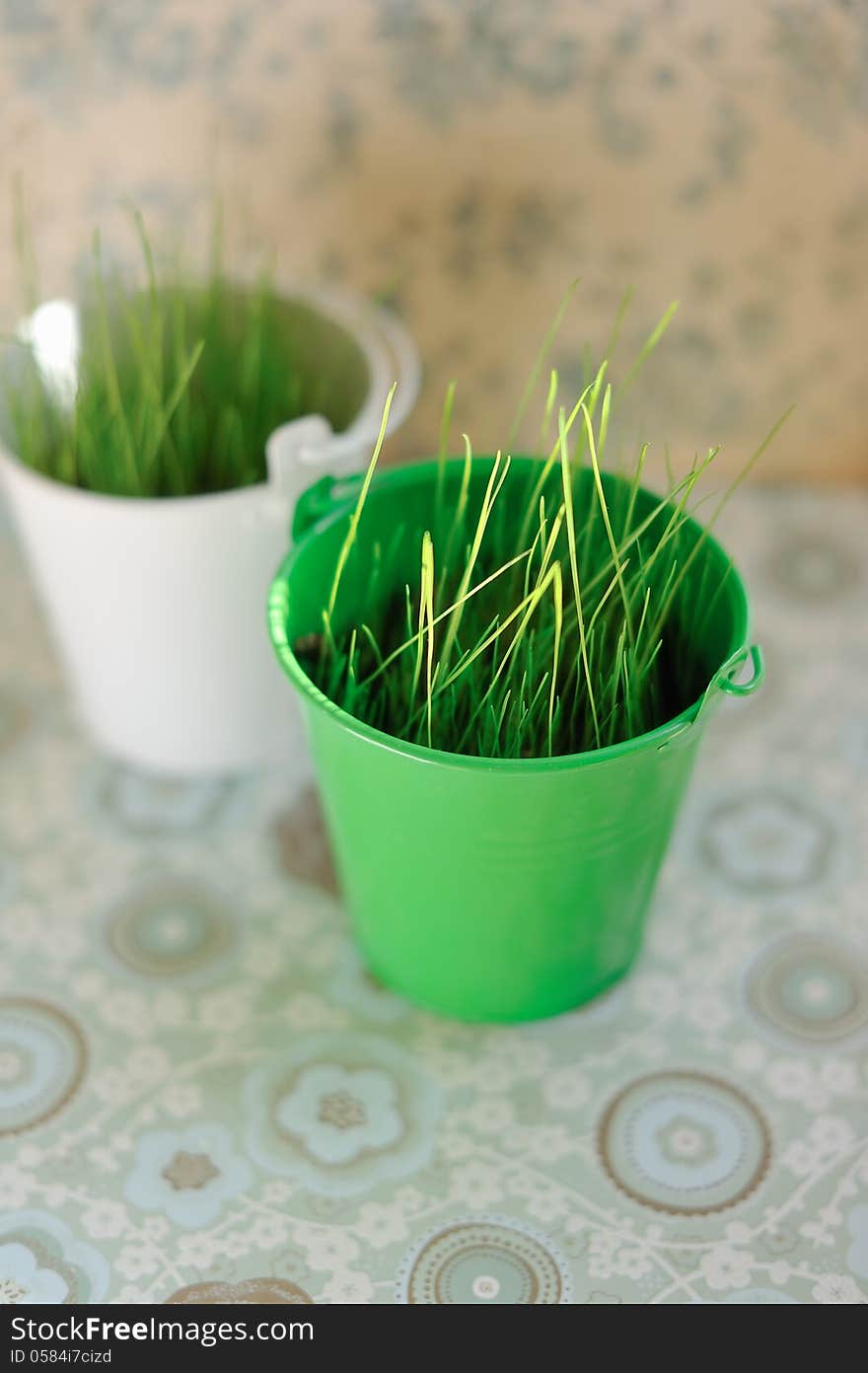 On a gentle background of two small buckets of green grass. On a gentle background of two small buckets of green grass