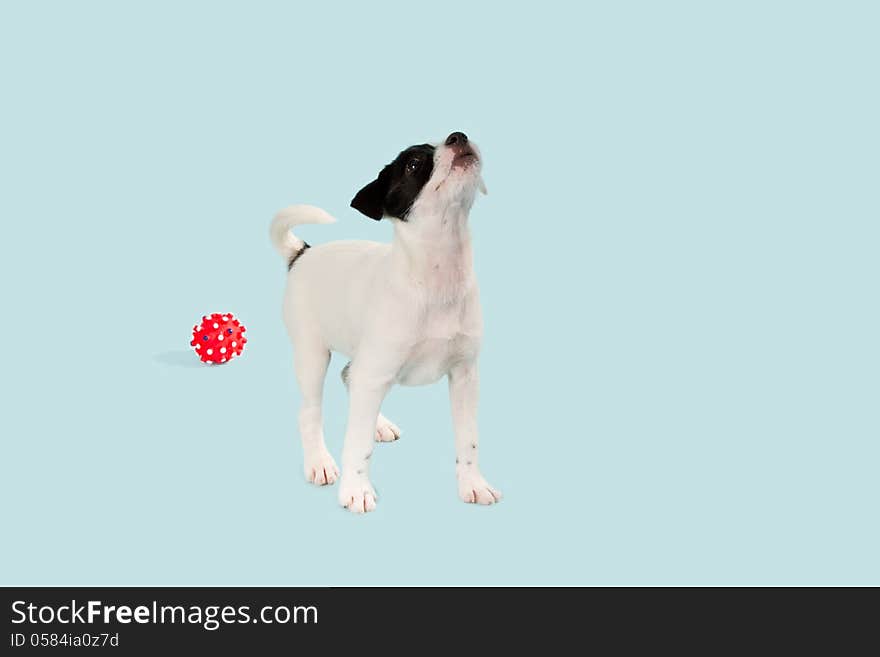 Jack Russell Terrier puppy over light blue background