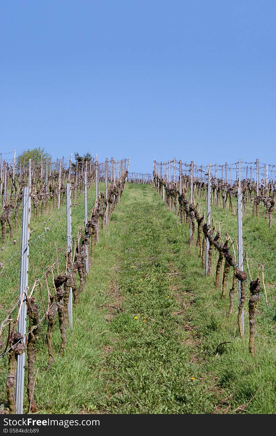 Vineyard in spring