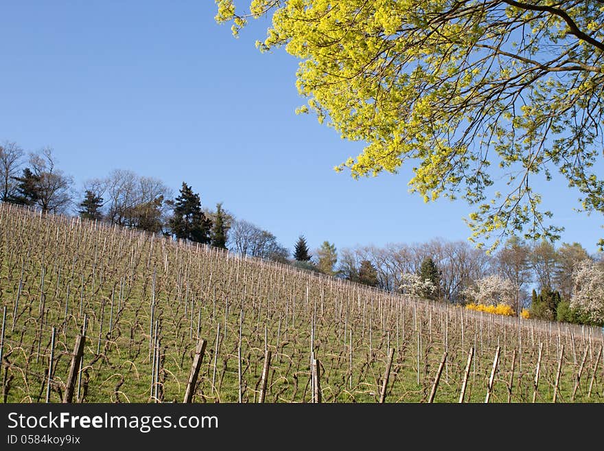 Vineyard in spring in the sunshine