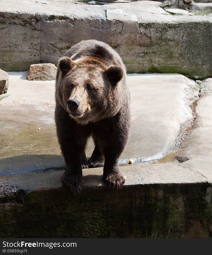 Big brown bear in city zoo on sunny summer day