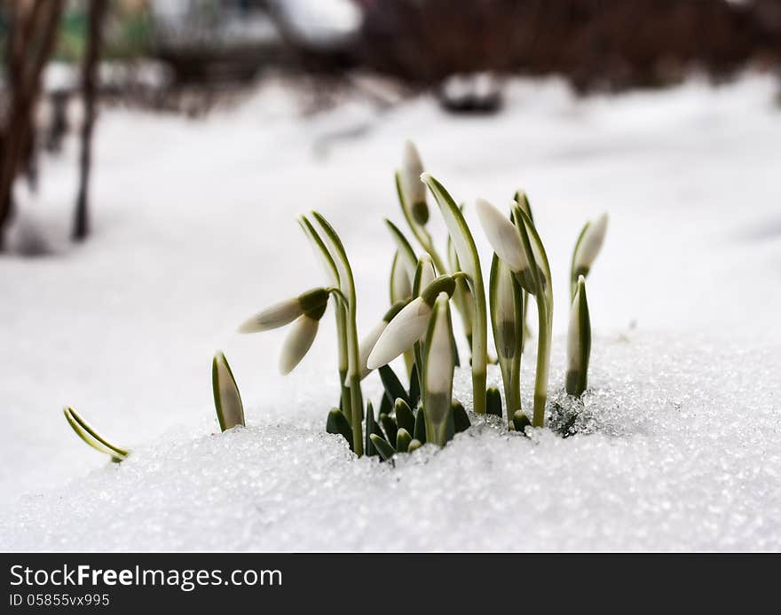 First snowdrops in february outdoor on cold winter day