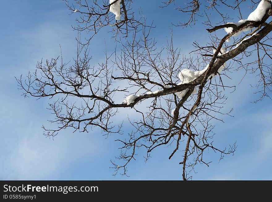 Bare oak branch in winter