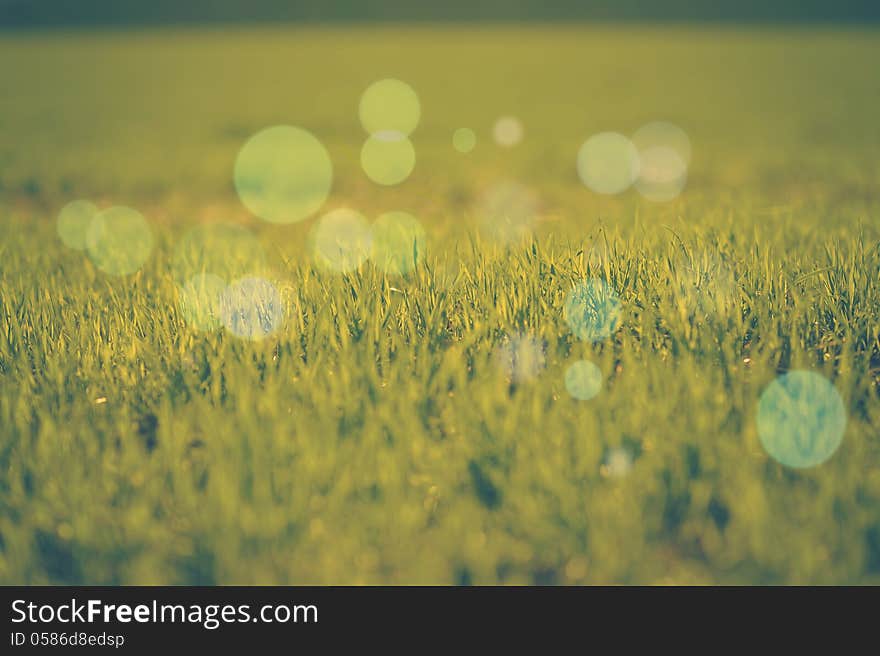 Shot of green background with grass. Shot of green background with grass.