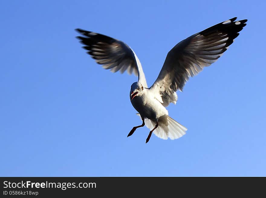 Seagull Flying Against the Beautiful Sky. Seagull Flying Against the Beautiful Sky