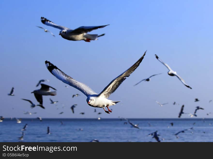 Group of Seagulls Flying over the sea. Group of Seagulls Flying over the sea