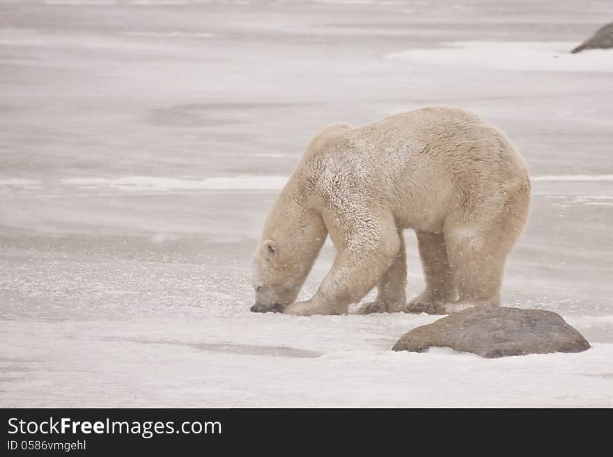 During a snow storm, a hungry snow-covered polar bear ventured out onto the iced over lake to paw and gnaw for smelt. During a snow storm, a hungry snow-covered polar bear ventured out onto the iced over lake to paw and gnaw for smelt.