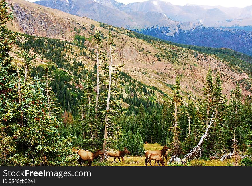 Family of wild elks in the rocky mountains of Colorado. Family of wild elks in the rocky mountains of Colorado