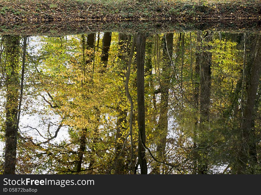 Trees reflecting in the pond of a park in autumn. Trees reflecting in the pond of a park in autumn