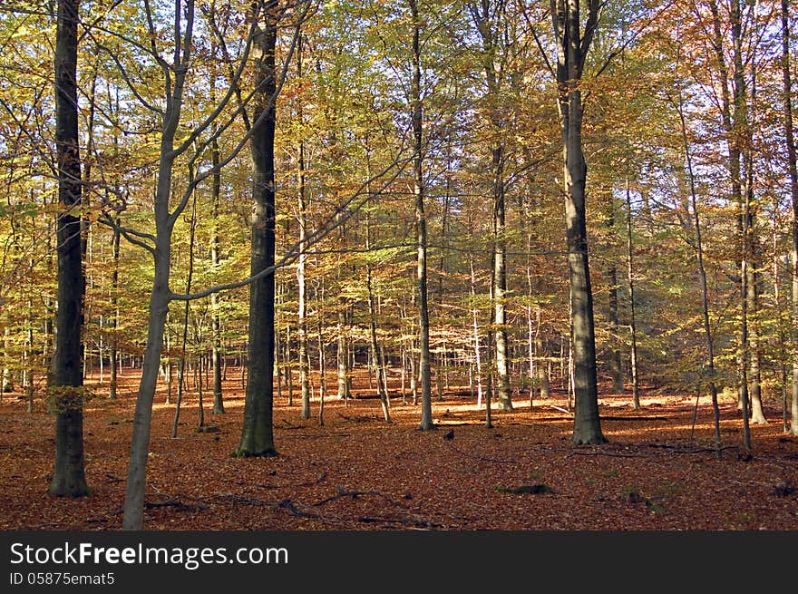 Sunny path in a forest in warm autumn colours. Sunny path in a forest in warm autumn colours