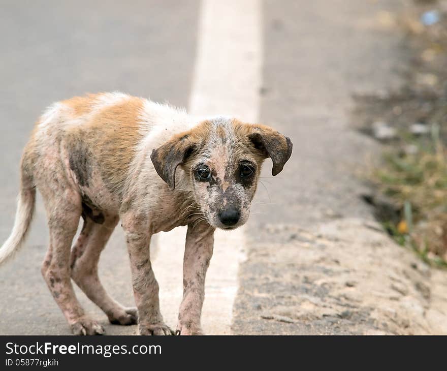 Homeless puppy playing on the road