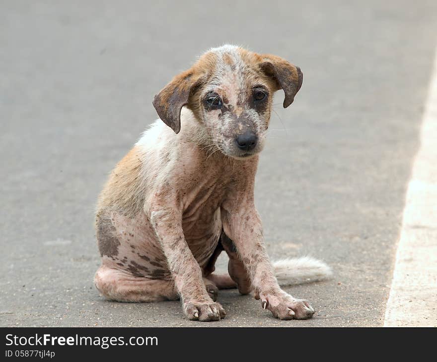 Homeless puppy seat on the road