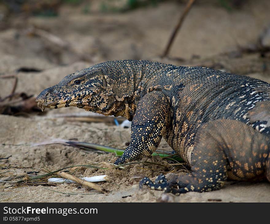 Huge lizard digging sand on the beach. Huge lizard digging sand on the beach