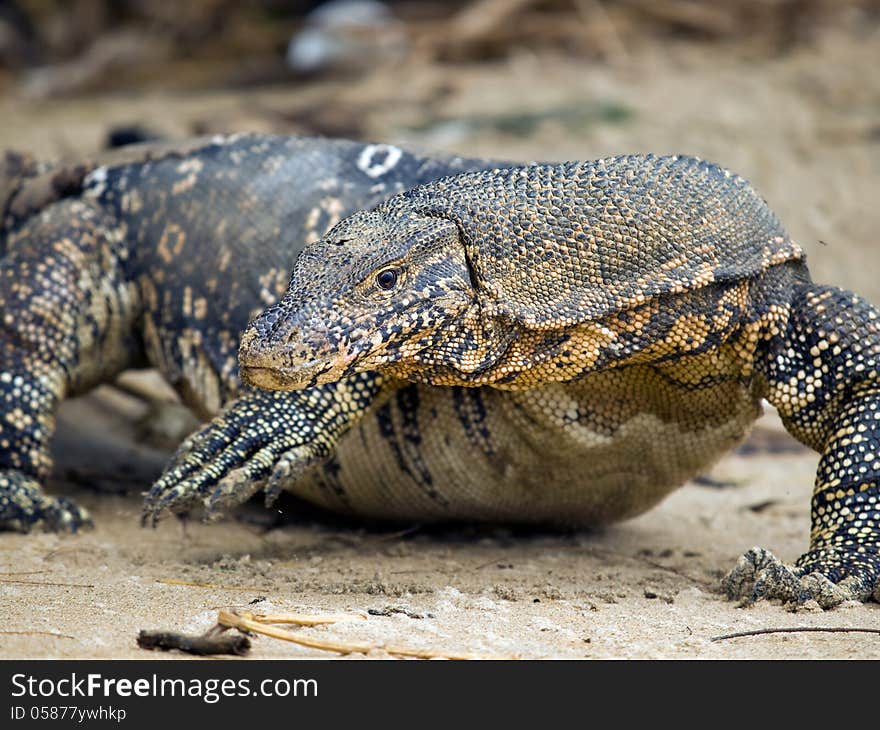 Huge lizard digging sand on the beach. Huge lizard digging sand on the beach