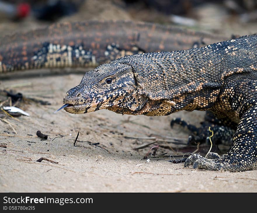 Huge lizard digging sand on the beach. Huge lizard digging sand on the beach