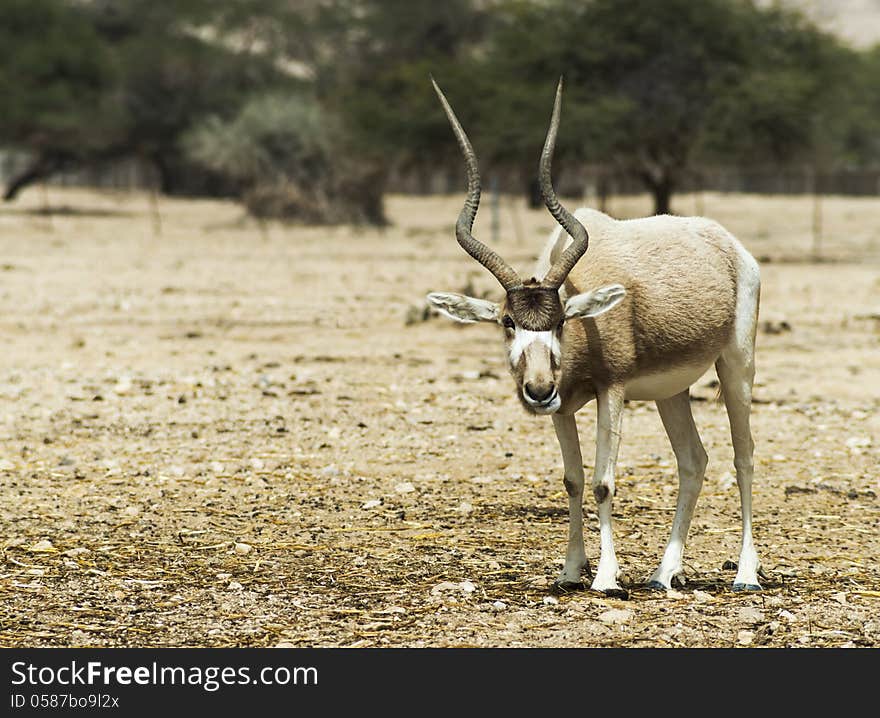 The scimitar horned addax (Addax nasomaculatus) is from the region of the Sahara Desert. At present is domesticated in Israeli nature reserve. The scimitar horned addax (Addax nasomaculatus) is from the region of the Sahara Desert. At present is domesticated in Israeli nature reserve