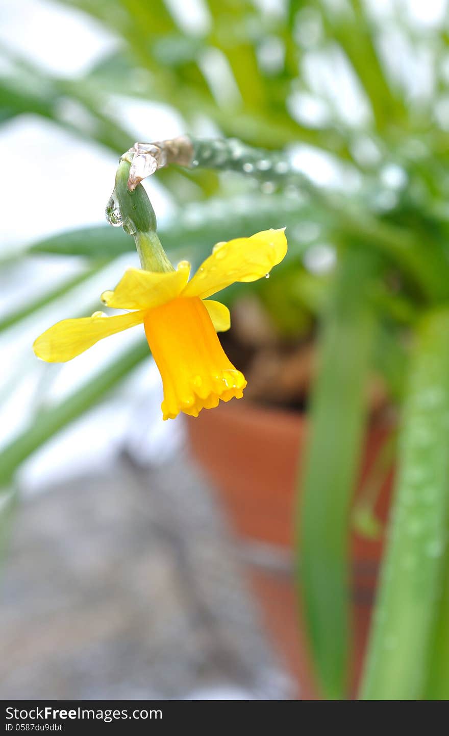 Daffodil Flower covered with raindrops