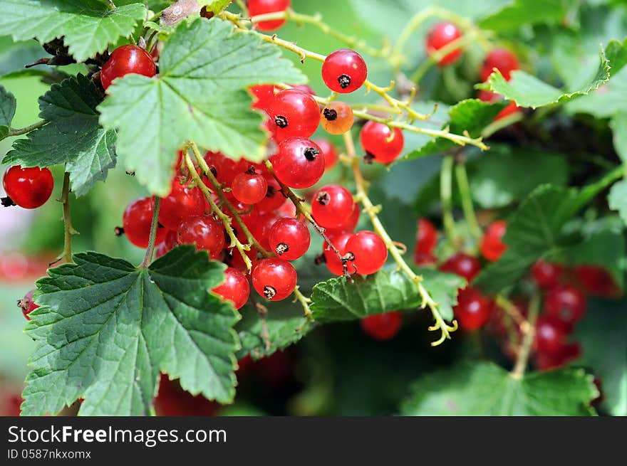 A bunch of red currant on a bright natural background