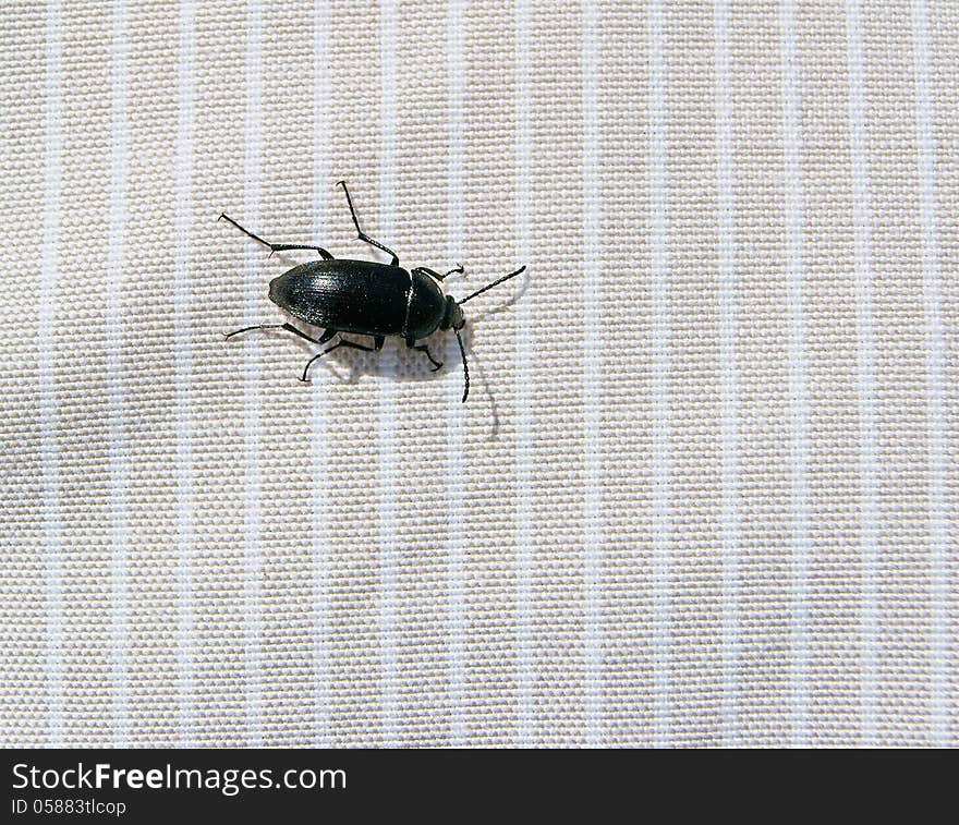 Black Beetle