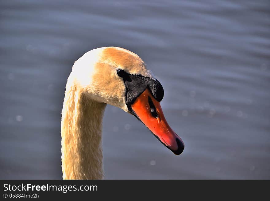 Close up of a swan