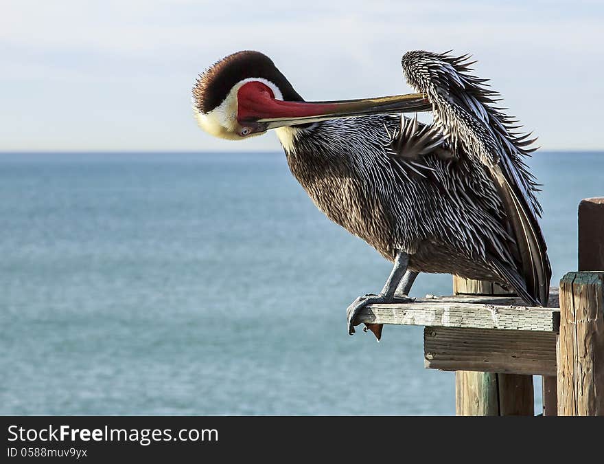 Pelican portrait in Oceanside, California