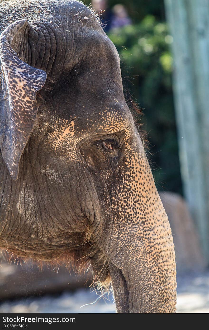 Head shot of an elephant