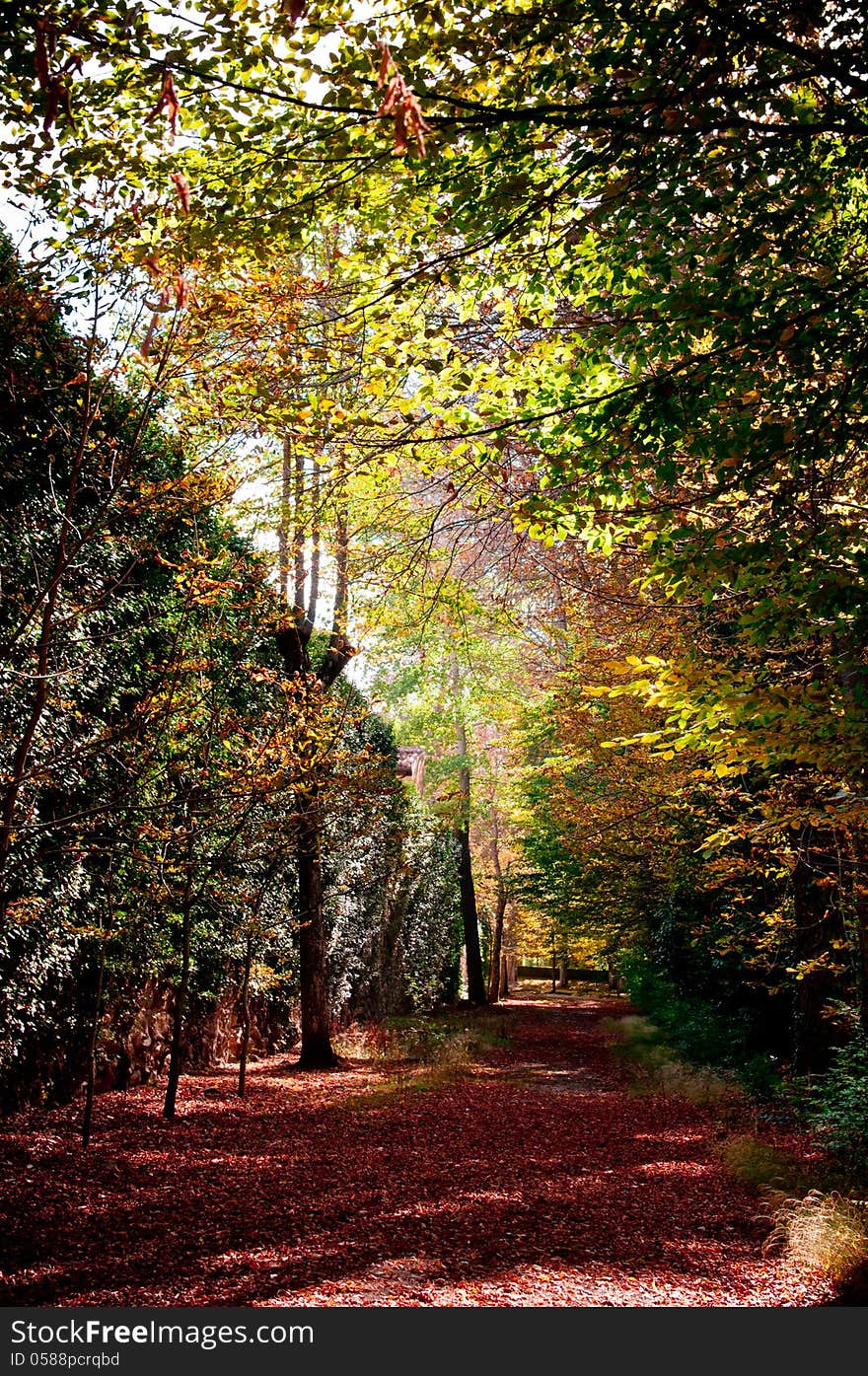 Way of the forest between the trees of intense colors, covered by the reddish fallen leaves in the autumn and bathed by a soft hot light of the Sun