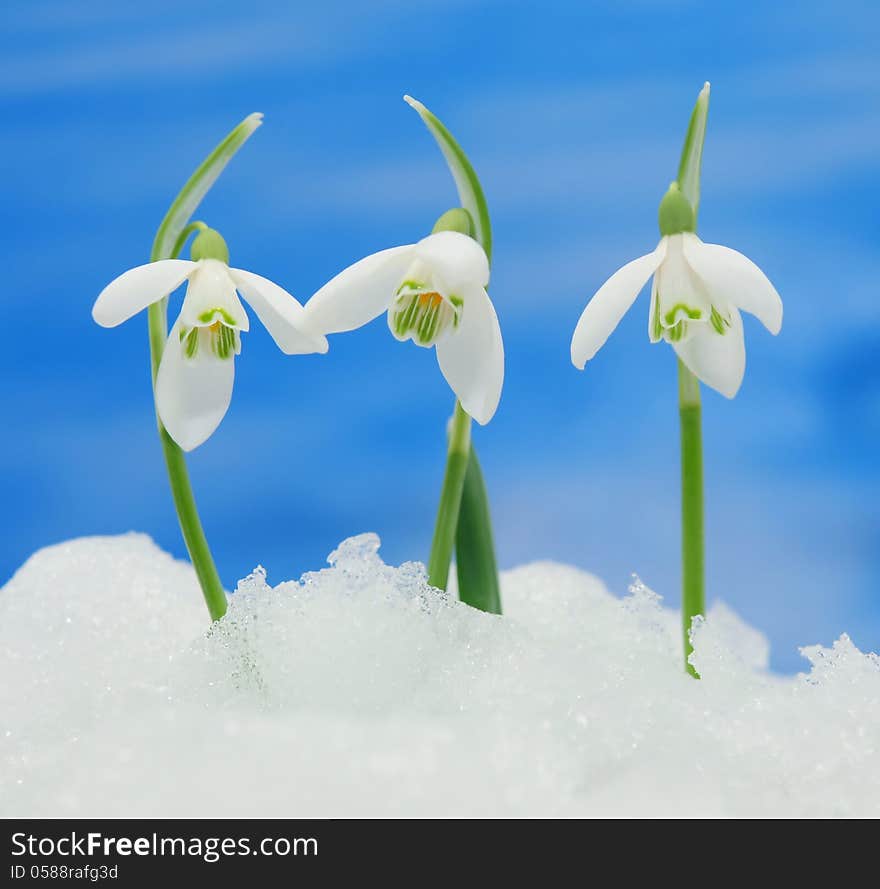 Snowdrops in snow with blurred blue background