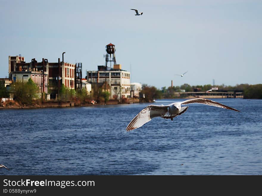 A seagull is flying in newark, nj