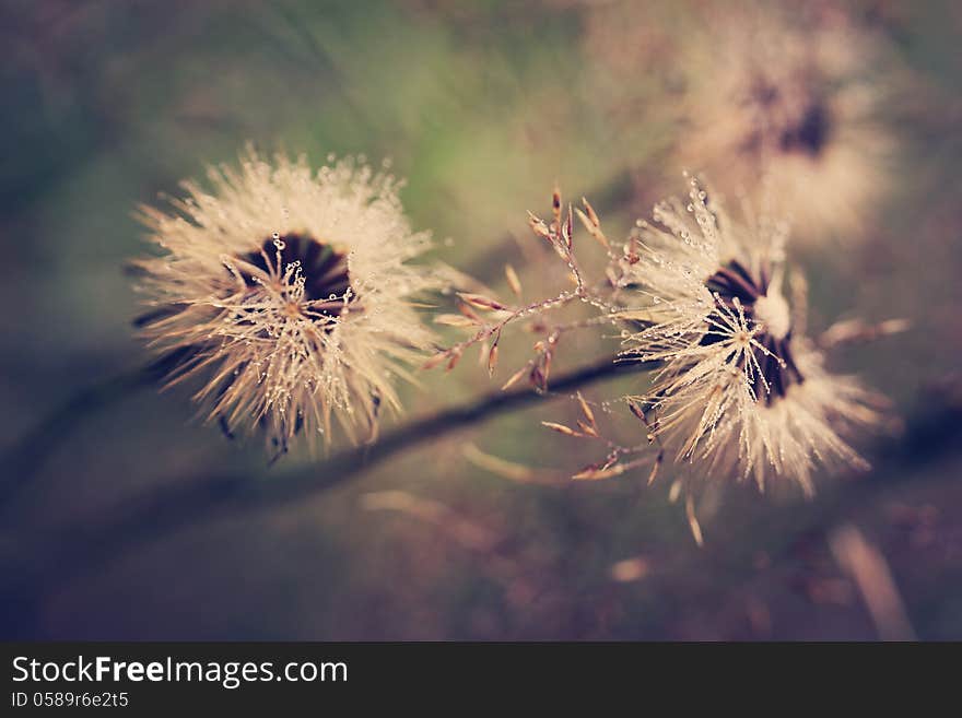 A close up picture of a dandelion full of dew drops. A close up picture of a dandelion full of dew drops