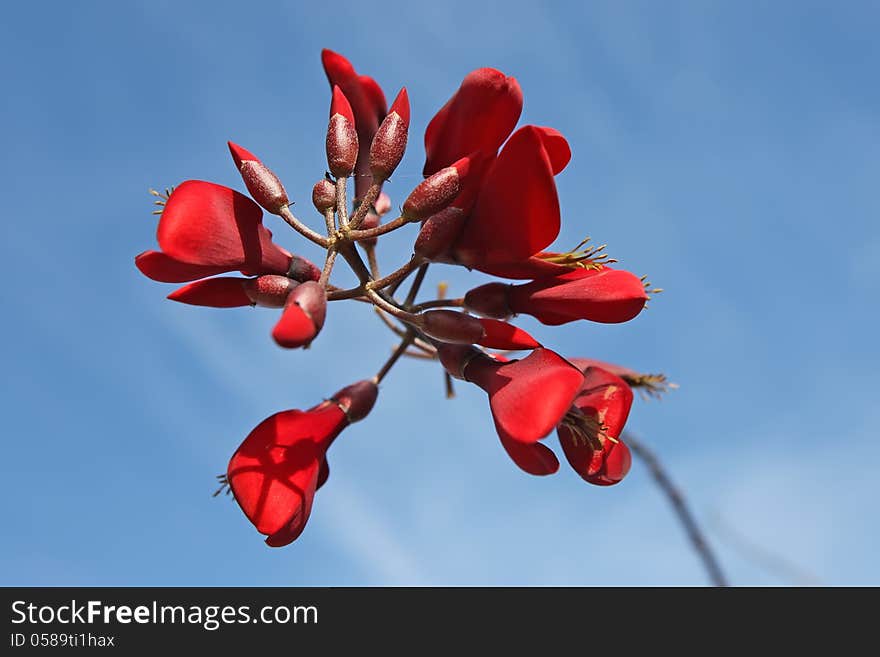 Flowes of coral tree (Erythrina) on blue sky background. Flowes of coral tree (Erythrina) on blue sky background