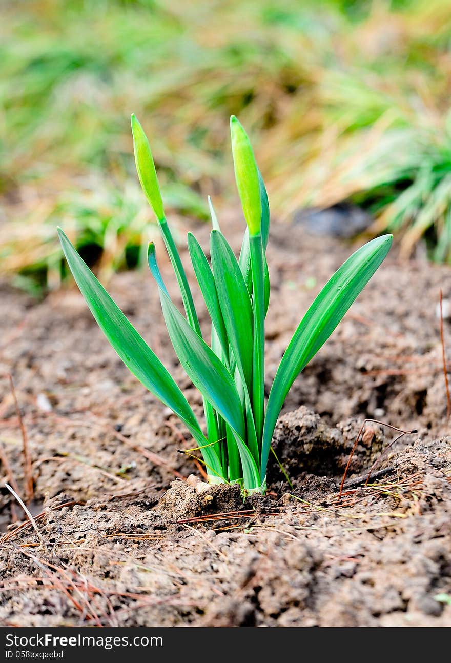 Narcissus pseudonarcissus