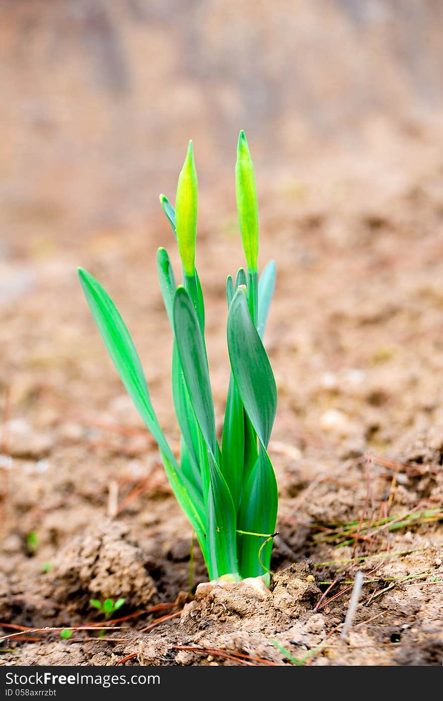 Narcissus Pseudonarcissus