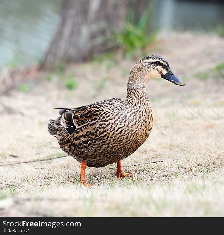 A wild duck in the lake. A wild duck in the lake