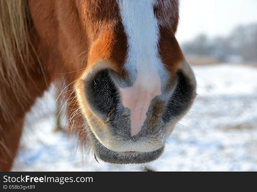 Closeup of a horse in winter