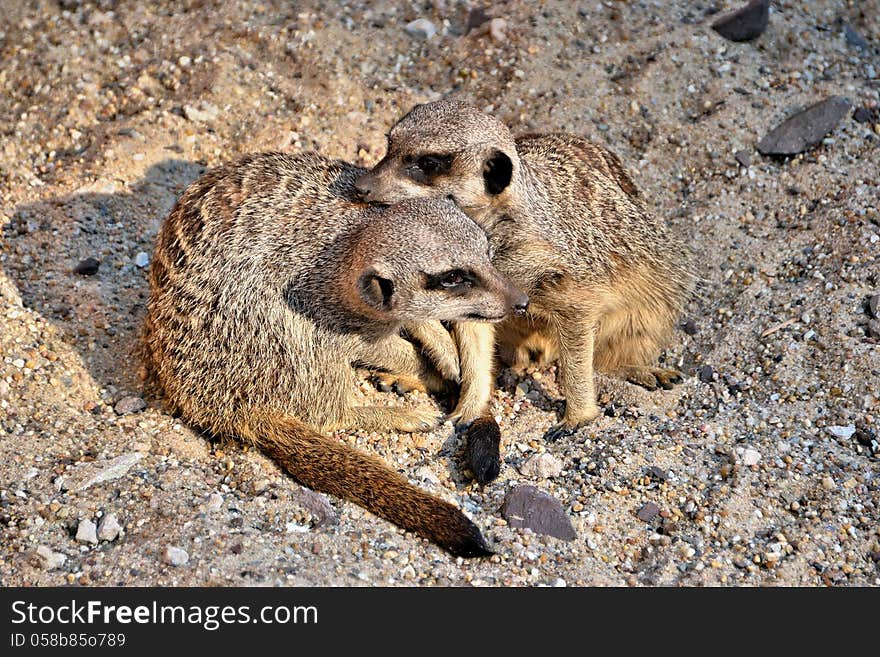 Two meerkats playing in the sand