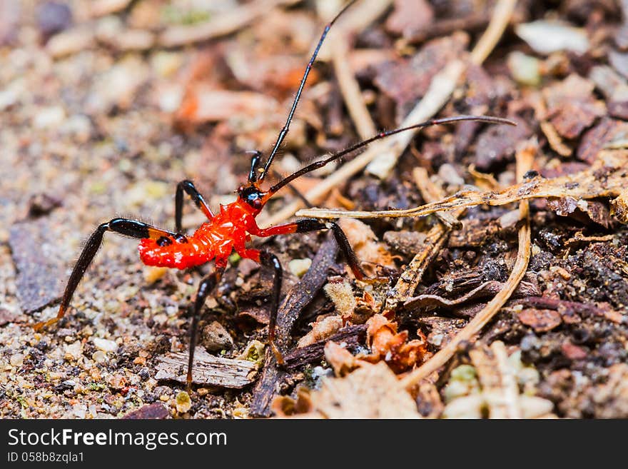 Red Assassin bug nymph