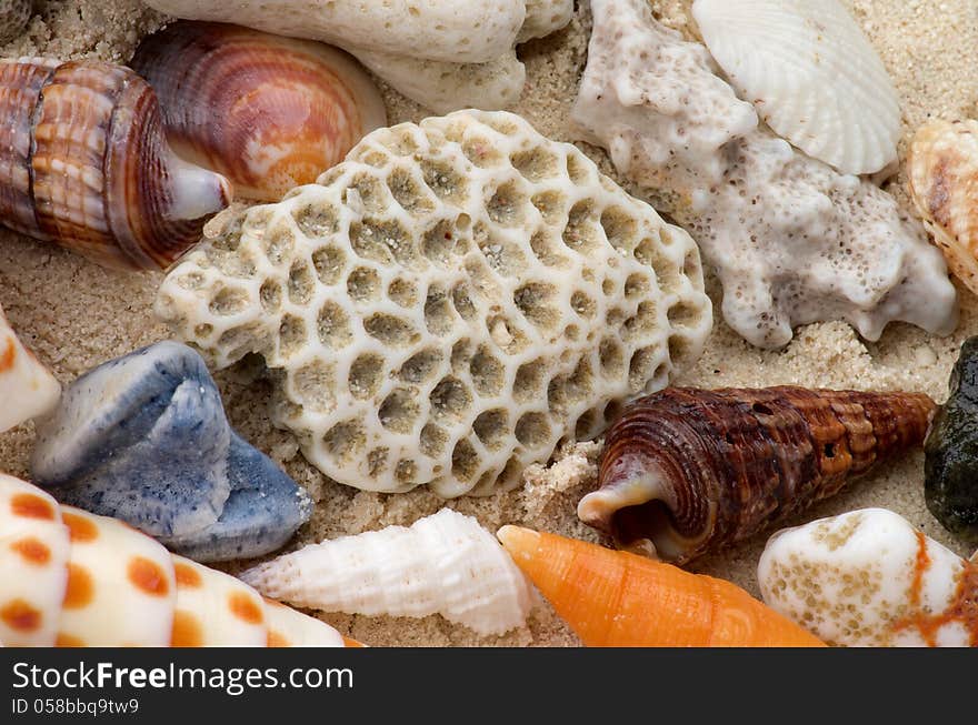 Background of Ocean Shells, Conch Shells and Corals Pieces and Pebbles closeup. Background of Ocean Shells, Conch Shells and Corals Pieces and Pebbles closeup