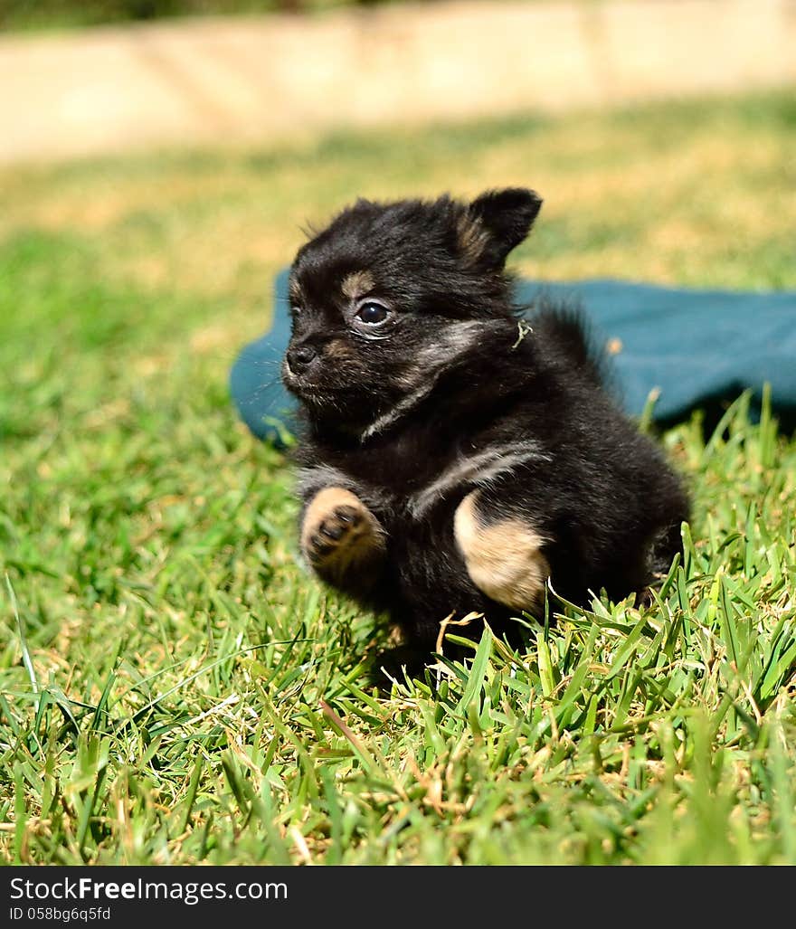 A cute chihuahua puppy running through the grass of a lawn