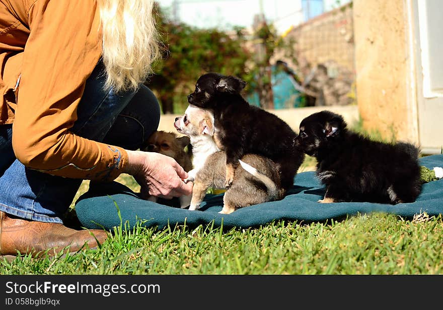 Puppy family