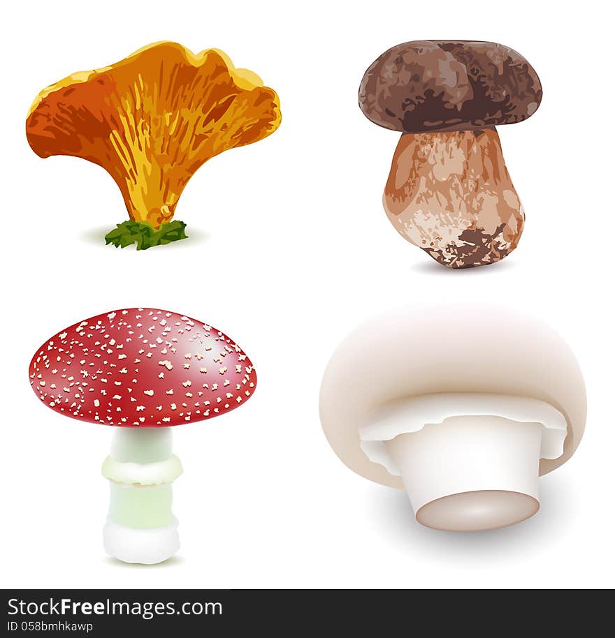 Mushrooms- fungus&#x28;muscaria,parcivolvata,champignons,cantharellus&#x29;