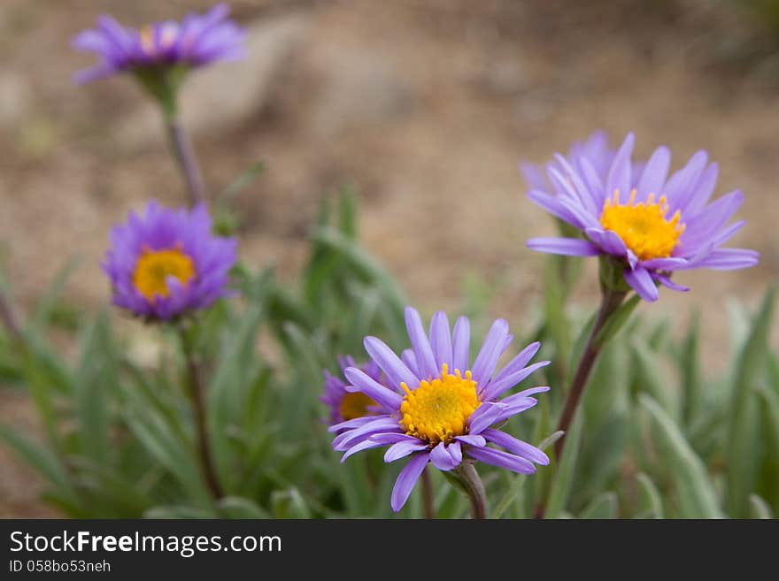 Violet camomiles &x28;the Alpine aster&x29