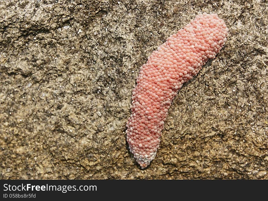 Eggs of golden apple snail clinging on stone texture