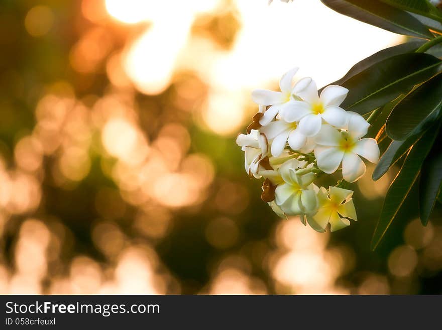 white frangipani