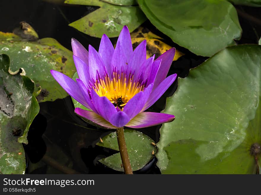 One lotus in the park. One lotus in the park