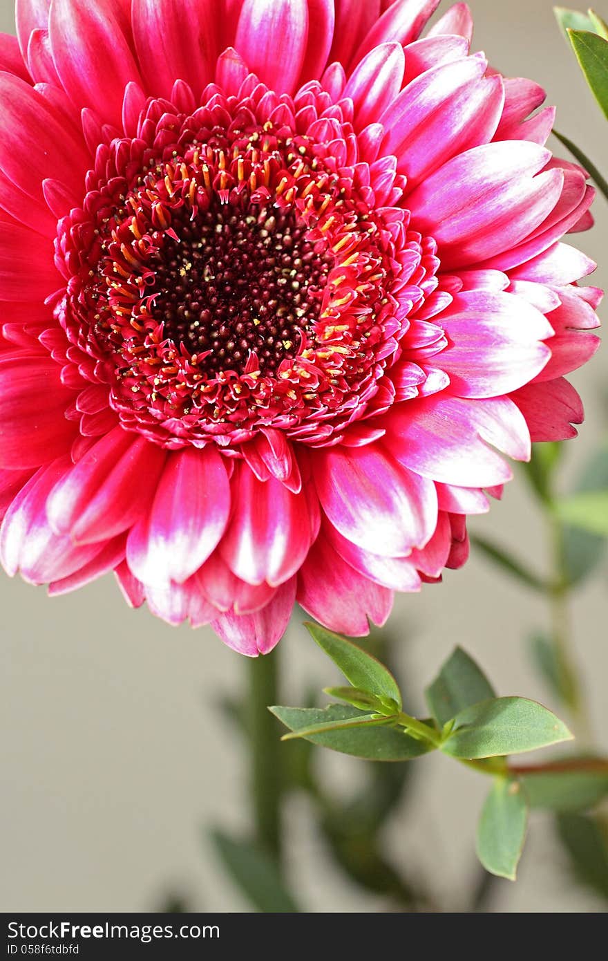 Beautiful, artistic gerbera flower close up