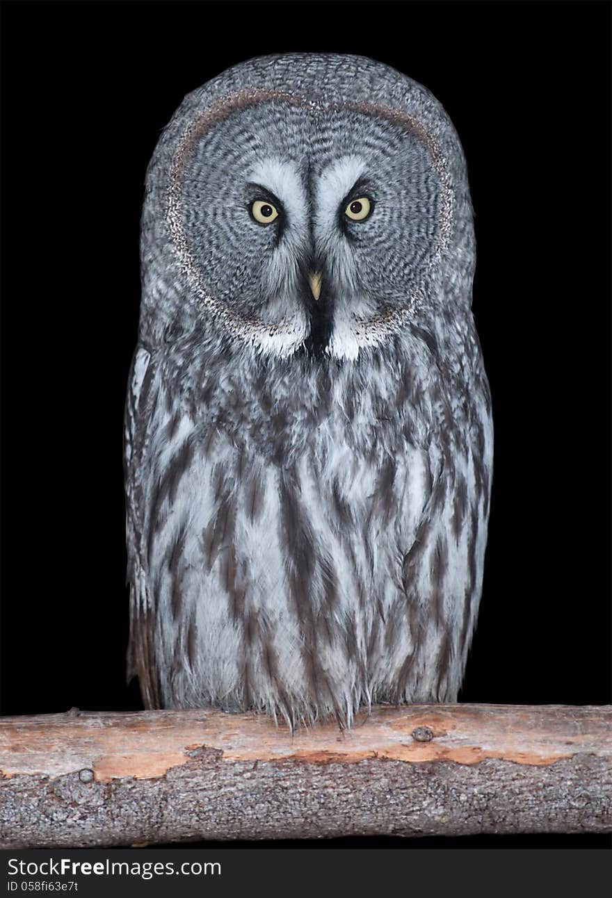 Adult Great Grey Owl isolated on black