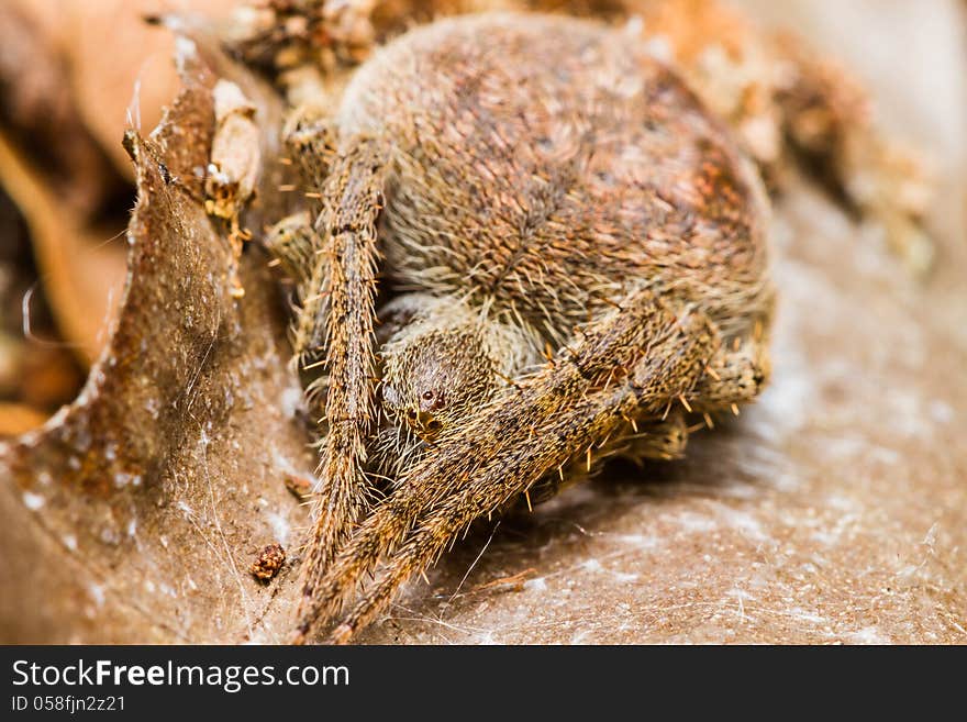 Close up of brown spider sitting on a leaf